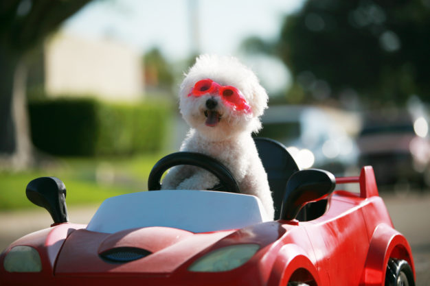 bichon frise thumbnail